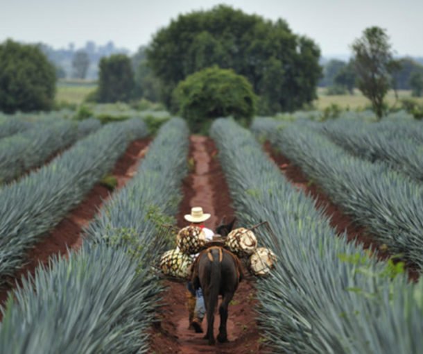 el-mandatario-agave