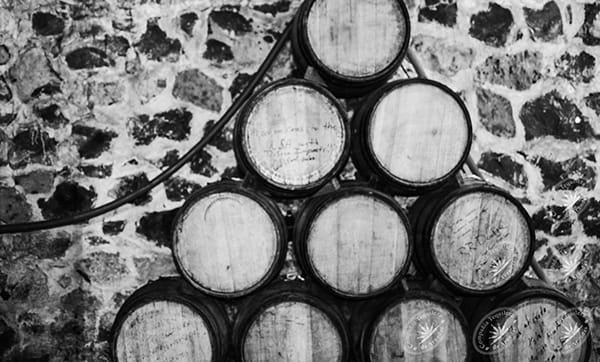 tequila-el-mandatario-nosotros-2